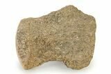 Fossil Mosasaur Vertebra - Texas #322931-1